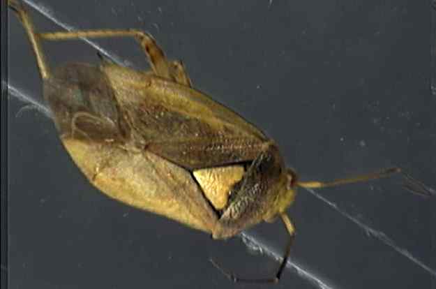 Orthops 1